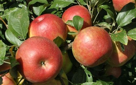 Honey Crisp Apple Tree 5 Gallon Fruit Tree Grows In Usda Plant