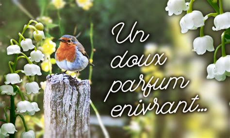 De 300 belles photos et images de muguet pixabay>. Video Anniversaire Drole You Tube | Humourge