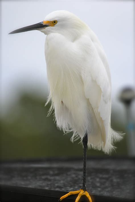 Somewhere In Nj Big White Birds