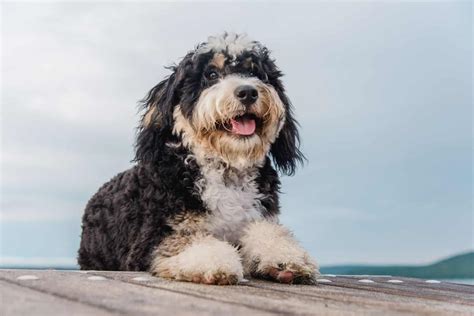The Bernedoodle A Complete Guide From Puppy To Fully Grown
