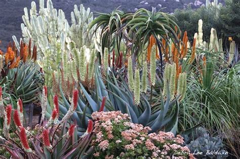 Succulent Types For Coastal Southern California Gardens Debra Lee