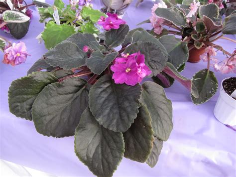 Why are my african violets' leaves curling? Violets and Mustangs: New plants from the Violet Sale