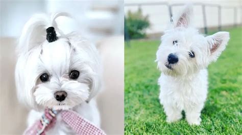 Westie Vs Maltese Breed Differences And Similarities