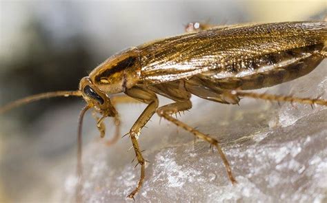 Blog Cockroaches Causing Problems For Homeowners In Aiken