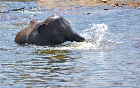 Free Images Sea Wildlife Mammal Relaxing Sri Lanka Ceylon Indian Elephant Elephants And