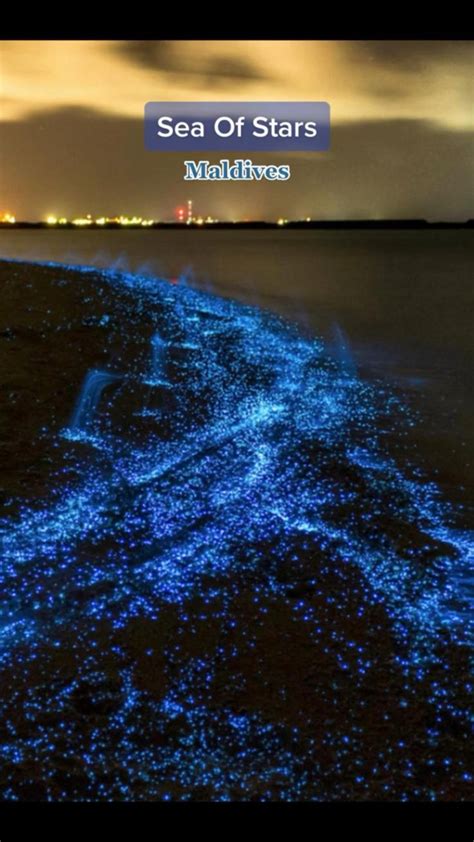 Sea Of Stars The Maldives The Starry Bioluminescent Waves Bucket