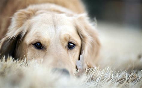 We did not find results for: 30 HD Golden Retriever Dog Wallpapers - HDWallSource.com
