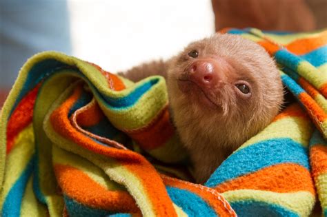 How The Sloth Sanctuary Is Educating To Costa Rica
