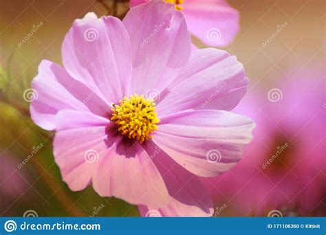 Macro Flowers Scene Of Fresh Bloom Of Purple Pink Sulfur Cosmos With
