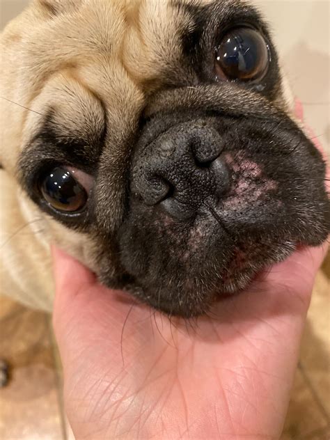 These Is A Rashred Spotting On His Nose Area Near The Mouth Pug