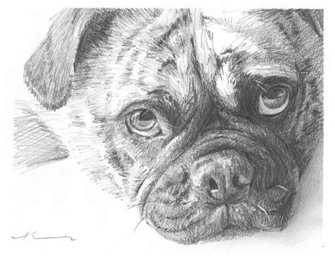 Pug Closeup Pencil Portrait Drawing By Mike Theuer Fine Art America