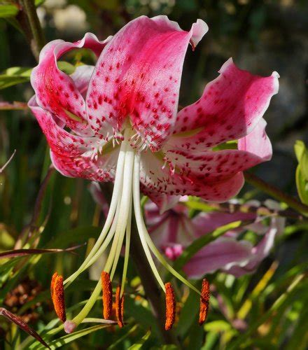 Lilium Speciosum Var Rubrum Uchida Uchida Lily Plant Lust