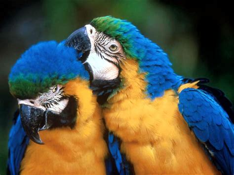 Found in eastern panama, western colombia, western ecuador and most of the amazon basin, the blue and gold macaw is one of the most popular pet birds. Blue and Gold Macaws : Biological Science Picture ...