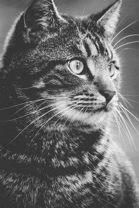 Free Images Black And White Cute Looking Pet Fur Feline Close