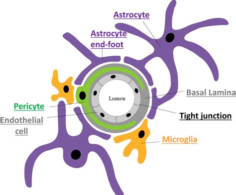 An Emerging Role Of Astrocytes In Vascular Contributions To Cognitive