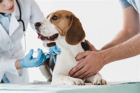 Dog Owners Guide To Dhlpp And Dhpp Vaccination Distemper Vaccine