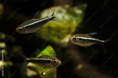 Hyphessobrycon Herbertaxelrodi Tetra Black Neon In Detail Stock