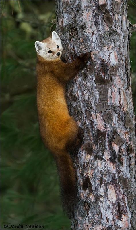 Pine Marten Climbing A Tree By Daniel Cadieux On 500px Animals Furry