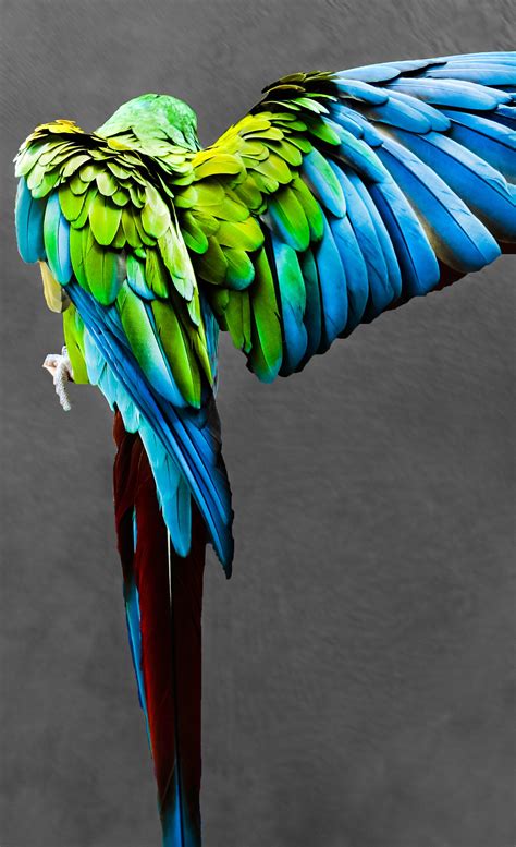 Macaw Parrot Photo Bird Prints Tropical Bird Print Etsy Australia