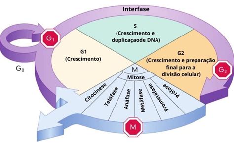 Fases Do Ciclo Celular Resumo O Que é Função Intérfase Mitose