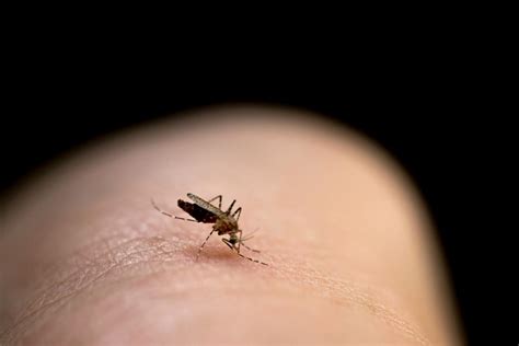 Por Que O Mosquito Morde Coceira E Incha