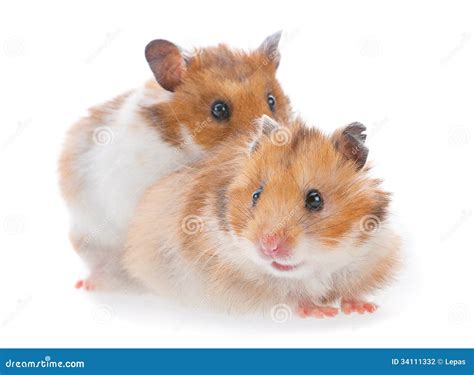 Two Hamster Stock Photography Image 34111332