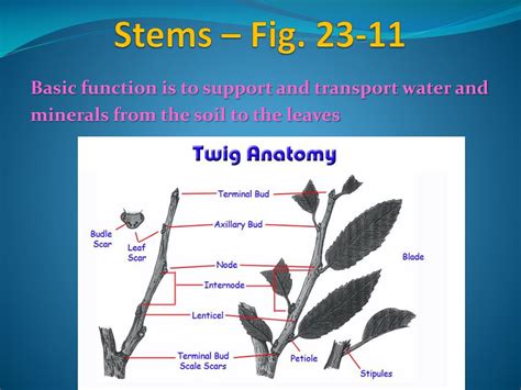 Ppt Roots Stems And Leaves Powerpoint Presentation Free Download Id