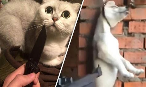 Animal Cruelty Russian Girls Filmed Torturing And Killing Pets