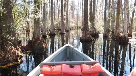 Exploring Swamps Of Cypress Gardens South Carolina In A Tiny Boat