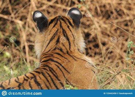 Bengal Tiger Cub Ears Stock Photo Image Of Nominate 133442450