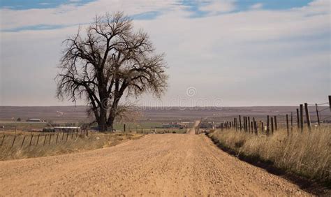 Rural Road And Lone Tree Stock Photo Image Of Rural