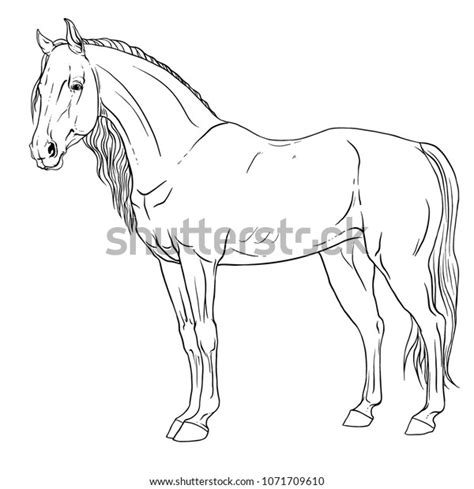 mustang horse coloring pages  kids adults   print horse  color  canvas side