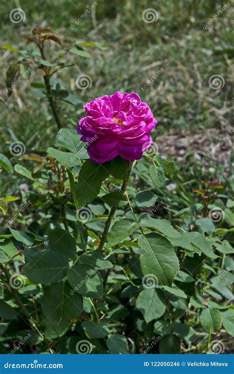 Pink Rose Bush In Bloom At Natural Outdoor Garden District Drujba