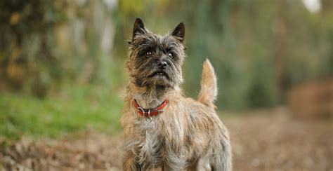 Cairn Terrier Breed Guide Lifespan Size And Characteristics