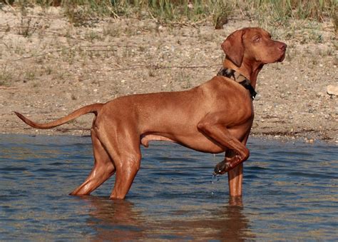 Are Vizslas Good Bird Dogs