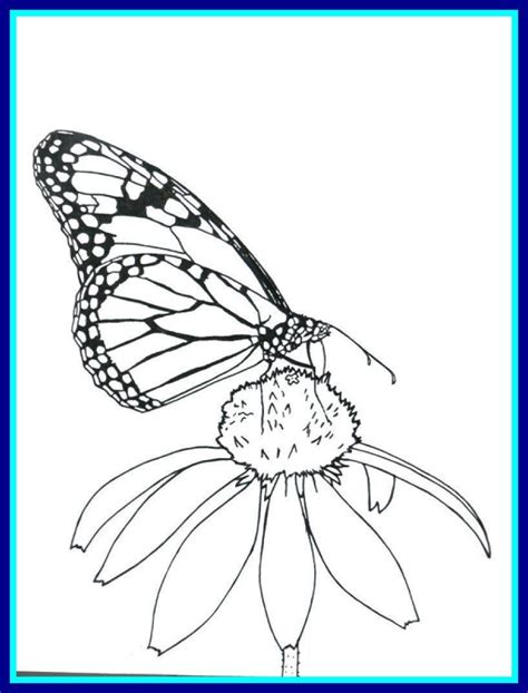 Free Printable Monarch Butterfly Coloring Pages Free Monarch