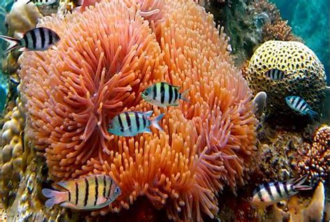 تحقیق در مورد مرجان های دریایی بررسی انواع مختلف Happypet