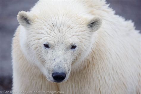 Polar Bear Alaska Photos By Ron Niebrugge