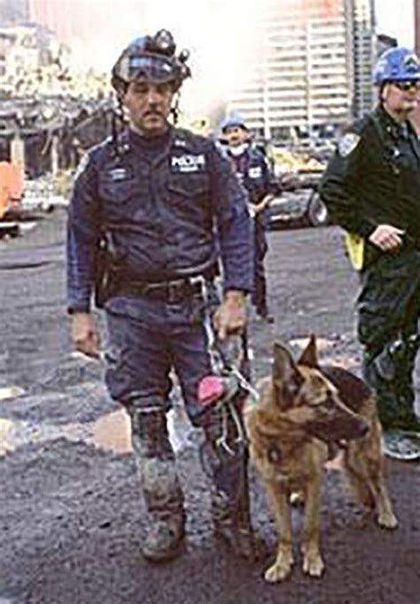 Remembering The Incredible Story Of Hero Dogs On 911 Metro News