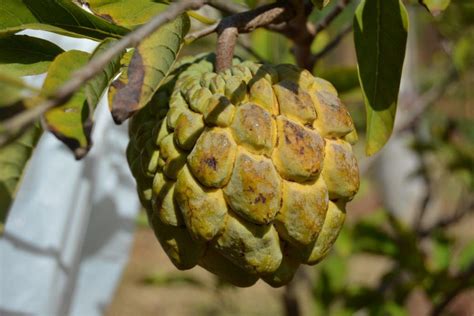 Made & manufactured in the usa pomifera oil has been. What is this unusual fruit? - Zululand Observer