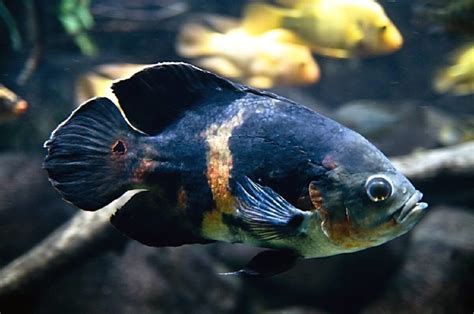 Oscar Fish Astronotus Ocellatus Care Feeding And Tank Requirements