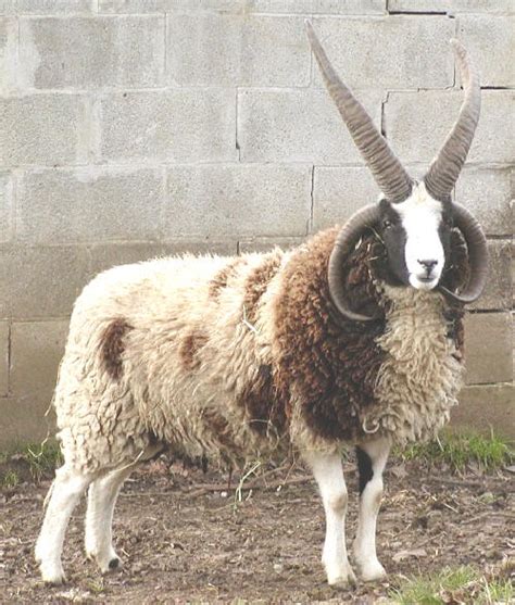 Jacob Sheep Breeding Stock Wool Pelts Ewe Rams