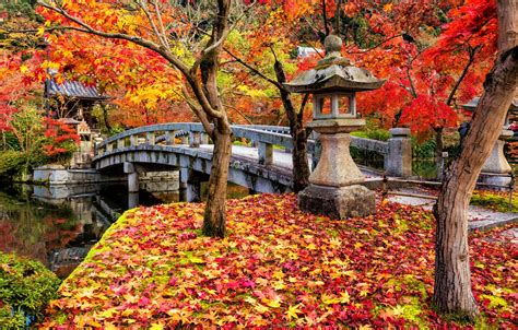 Wallpaper Autumn Leaves Trees Park Colorful Japan Japan Maple