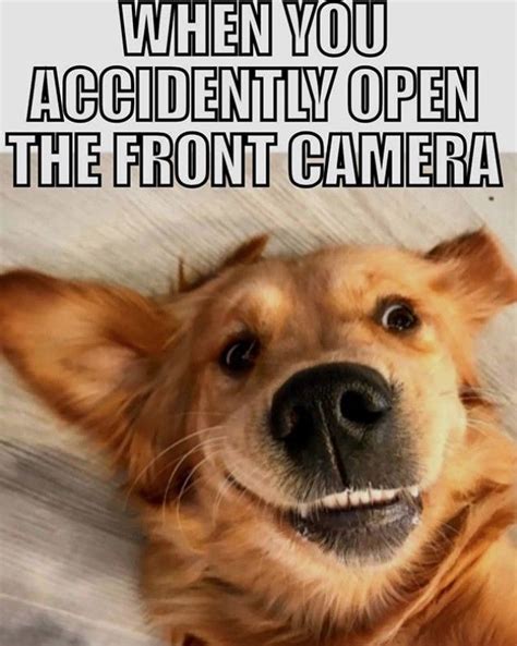 30 Best Golden Retriever Memes Of All Time Funny Dog Memes Golden