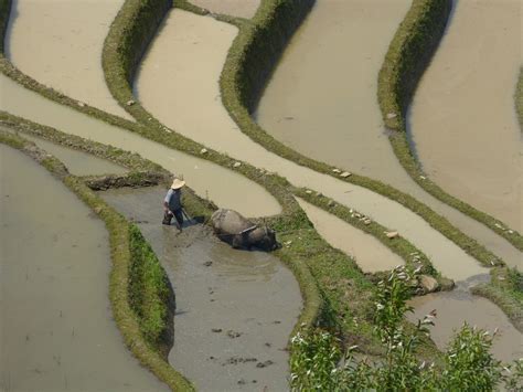 Honghe Hani Rice Terraces Now A Unesco World Heritage Site Amusing Planet
