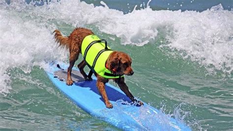 The Missing Links The Amazing Surfing Dog Mental Floss