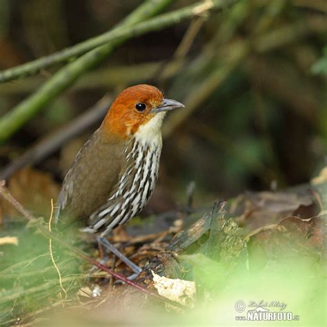 Chestnut Crowned Antpitta Photos Chestnut Crowned