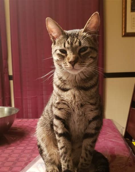 Tabby Bengal Egyptian Mau Mix Help End This Debate Please