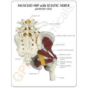 Gpi Anatomicals Muscled Hip With Sciatic Nerve Ward S Science