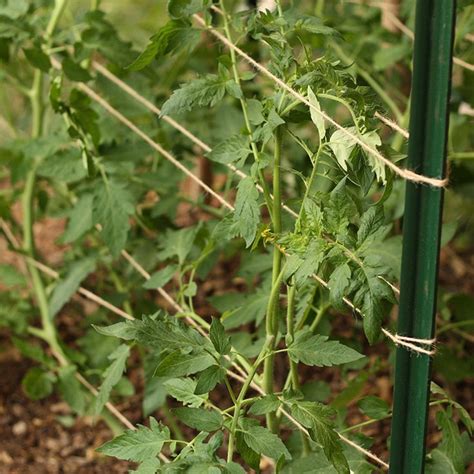 Creating A Florida Weave Tomato Trellis This Natural Dream In 2020